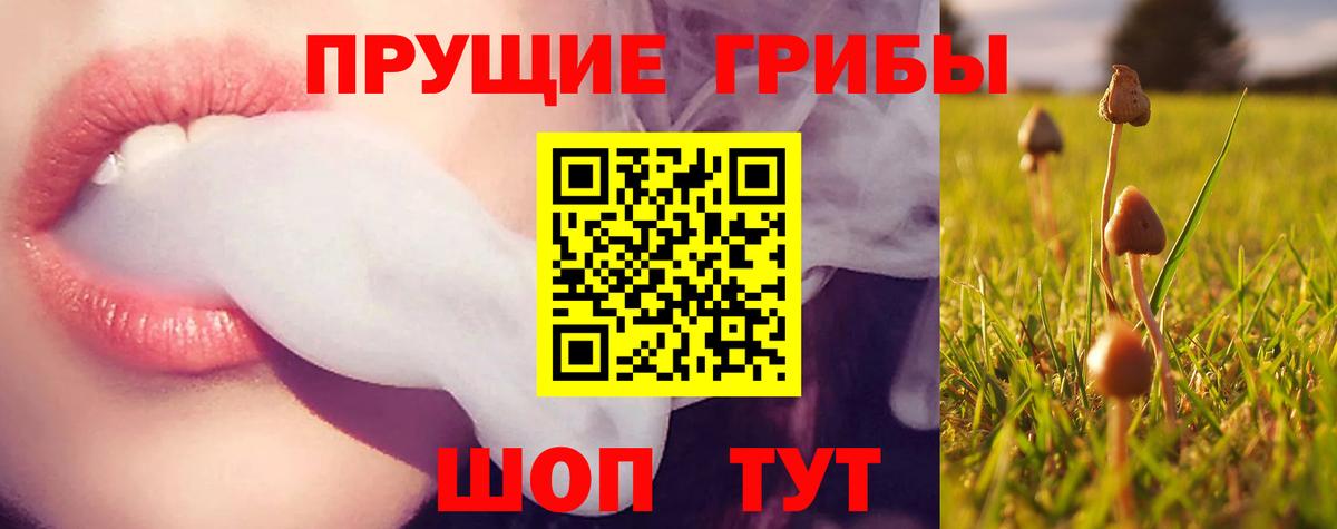 Коряжма  Галлюциногенные грибы Psilocybe  Вход с VPN 